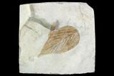 Fossil Hackberry Leaf (Celtis) - Montana #105123-1